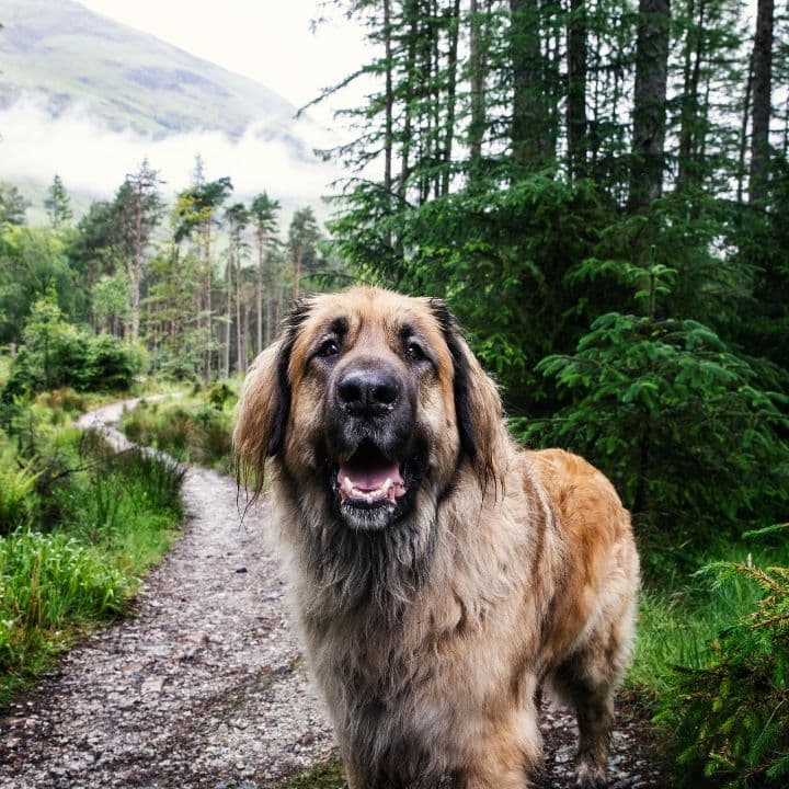 Dog in forest